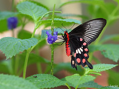 Butterfly 蝴蝶