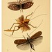 006- The cabinet of oriental entomology…1848- John Obadiah Westwood