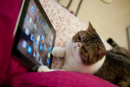 iCat hits the iPad Home button