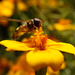 hoverfly_2