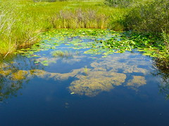 Hot Summer Day in the Everglades
