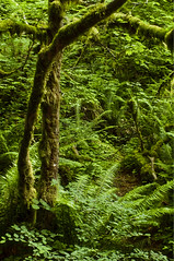 Mt. Hood - Forest - Ferns and Moss