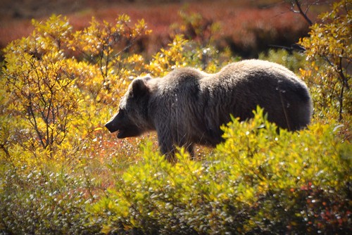 Grizzly Bear - Animal - Wildlife - Alaska