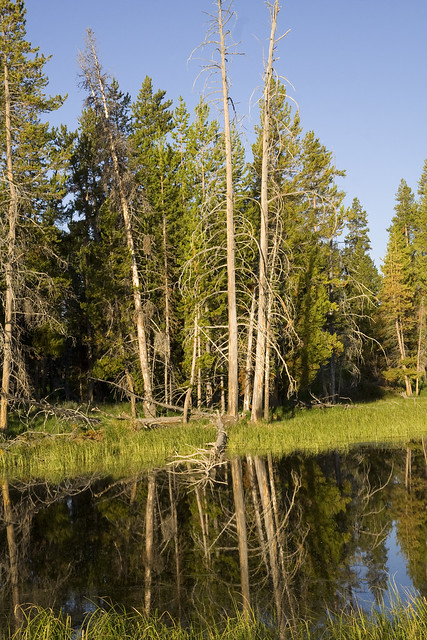 365.10 Morning Reflection Off Yellowstone Lake
