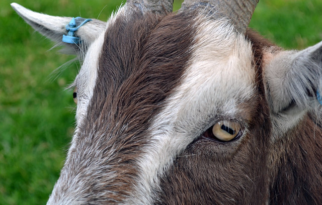Goats and sheep have such weird eyes With their rectangular pupils and 