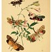 015-The cabinet of oriental entomology…1848- John Obadiah Westwood