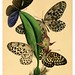 016-The cabinet of oriental entomology…1848- John Obadiah Westwood