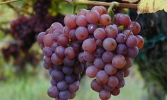 Menos kilos de uva, ¿Mejores precios?