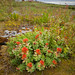 Flowers at Eggum, Lofoten