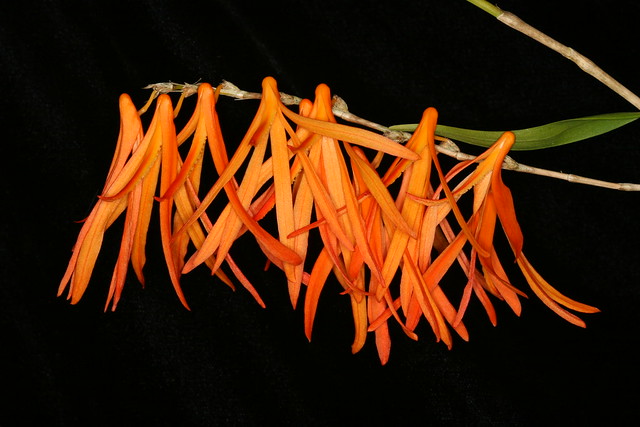 Dendrobium aurantiflameaum 1186