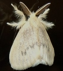  Erebid moth; Lymantriinae, Nygmiini