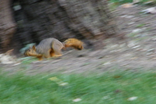 83/365/1178 (September 2, 2011) – Squirrels at the University of Michigan