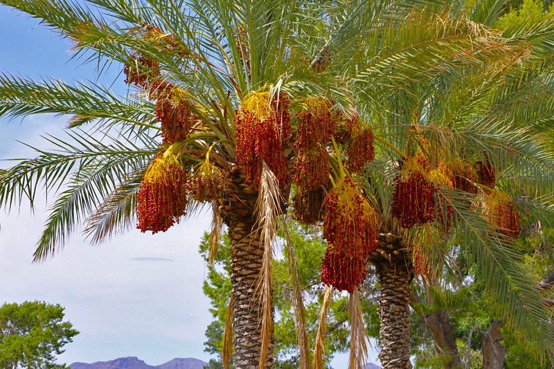 Date Palm Trees at the OVCC