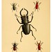 003-The cabinet of oriental entomology…1848- John Obadiah Westwood