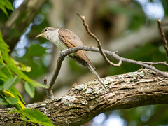 yellow-billed cuckoo (coccyzus americanus)