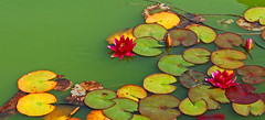 Lilly pad