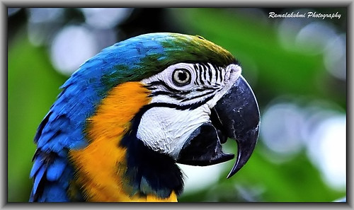 மூக்கும் முழியுமாய்../ Blue-and-yellow Macaw (Ara ararauna)