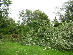 After Hurricane Irene - another tree down, silver maple