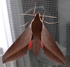 Levant Hawk Moth 