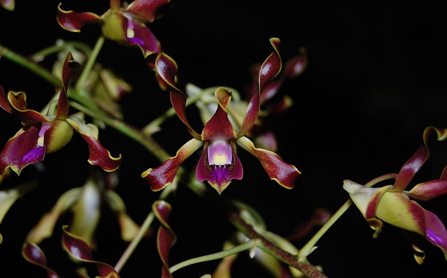 Dendrobium lasianthera
