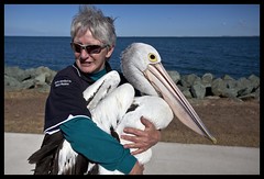 Hammy's Pelican and Seabird Rescue 