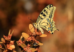 Papillons et libellules dans la sierra de Montéaragon
