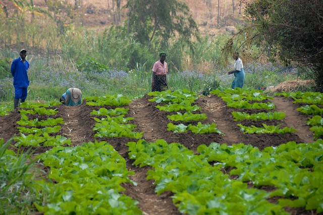 Farmers in Chiradzulu, Malawi