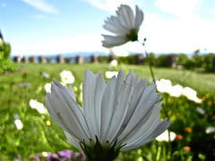 flowers 2011