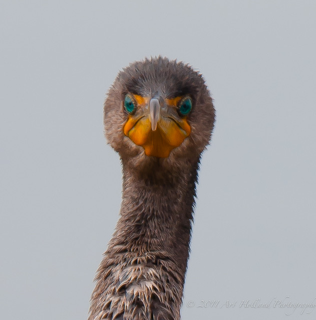 A Double-crested Cormorant with the look of a sad face