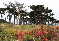Land's End Coastal Trail of the Golden Gate National Parks Conservancy