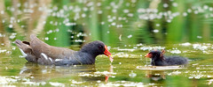 Moorhens and Coots feeding young 2011