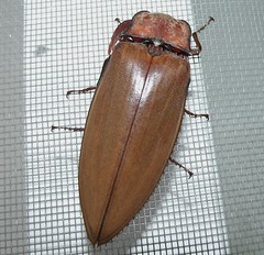 Giant Click Beetle (x2)