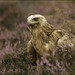 Golden/Steppe Eagle Hybrid