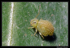 Collembola/Sminthuridae