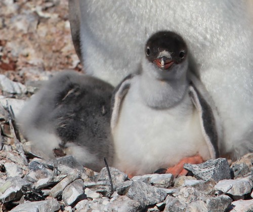 Gentoo Penguin chicks by Liam Q