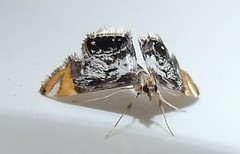 Crambid moth (Nymphicula sp.)