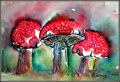 Mushrooms & related