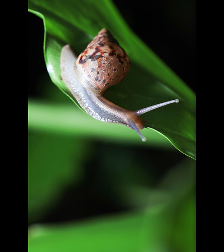 [nature] [explore] Snail