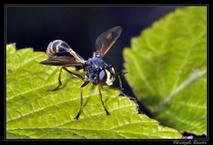 Diptera/Conopidae