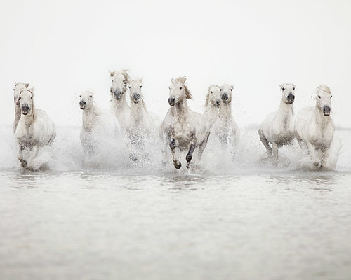 The power of 10 - Horse Photograph by IrenaS