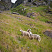 Sheeps beetween Eggum and Undstad, Lofoten