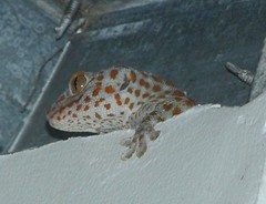 Tokay Gecko (x25)