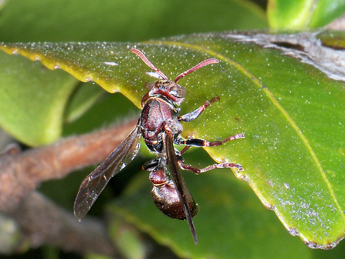 Brown Paper Wasp Ropalidia revolutionalis? P1090666