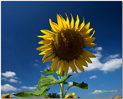 Lopburi Sunflower field-Thailand