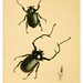 019-The cabinet of oriental entomology…1848- John Obadiah Westwood