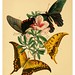 013-The cabinet of oriental entomology…1848- John Obadiah Westwood