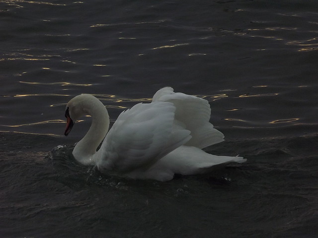 Cisne en el lago.
