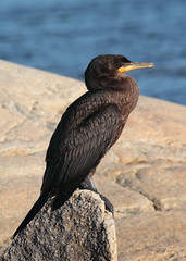 O:Pelicaniformes F: Phalacrocoracidae