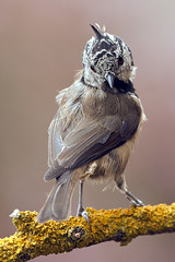 Herrerillo capuchino - Parus cristatus - Ferririño cristado - Crested tit