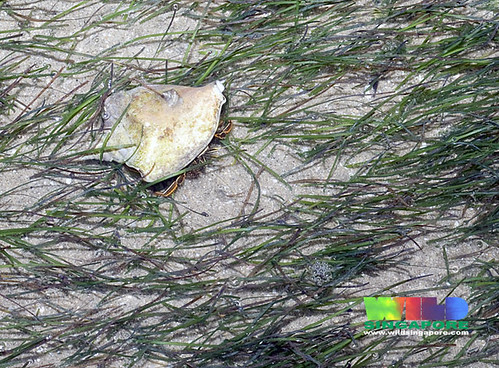 Life in seagrass meadows: Striped hermit crab (Clibanarius infraspinatus)